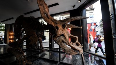 即将于10月拍卖的“大约翰”三角龙化石，周二展示在德鲁奥拍卖行的橱窗。（图取自法新社）