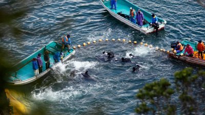 日本和歌山县太地町渔民围捕海豚的档案照。（图取自路透社）