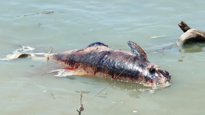 一只海豚在古隆丁雅海边搁浅，尸体已腐烂及发臭。