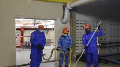 亚罗牙也民防部队于柏淡滤水站捕获一条4公斤重的眼镜王蛇。