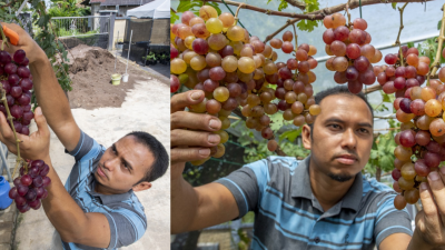 万尤索夫阿都拉曼在自家院子内，成功种出盛开的各类葡萄，平均每月收成近100公斤的葡萄。