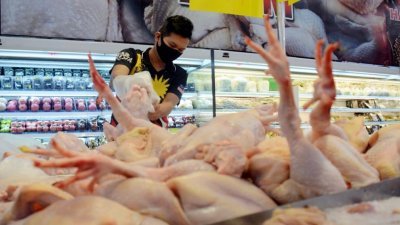 受到疫情影响，本地农场面对人力减少、饲料及燃油价飙涨等因素，导致鸡只售价创下历史新高，售价目前达到每公斤10令吉50仙。
