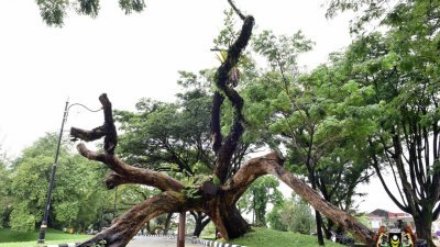 太平湖公园横搁在雨树步行街的百年雨树，因树姿“独特”，成为市民与游客竞相拍照留念处，惟该棵雨树已宣告死亡。