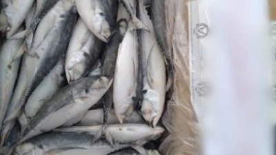 大马检疫与检验局柔州分局扣查27公吨的冷冻硬尾鱼。