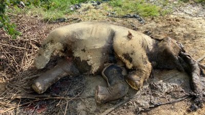 雌性小象尸体在菜园被发现。