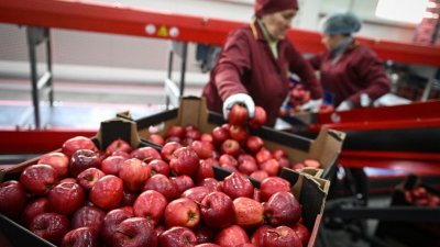 摩尔多瓦北部旧比利切尼村一个苹果园，一名妇女正在生产线上工作。（图取自法新社）