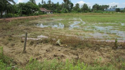 甘榜双溪加贡的稻田被脏水污染的情况。