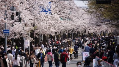 首尔汝矣岛赏樱大道“轮中路”，时隔3年全面开放，首个周末就涌入超过10万人潮，一睹樱花盛开的景致。（图取自路透社）