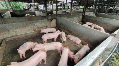波德申丹那美拉A村非法养猪区发生非洲猪瘟，森州兽医局将销毁273只猪只。