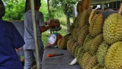 槟岛市政厅将从4月15日至4月30日，开放给民众线上申请摆放榴梿摊位，而售卖榴梿季节为5月至8月。（示意图）