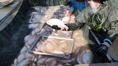 新利养殖渔场所培育与养殖的尼罗红，超过95%的外表无黑斑。