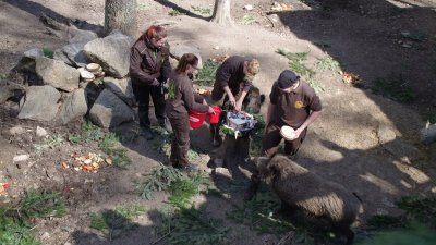 德国动物园为这头名为“普京”的野猪举办了命名仪式，并送上蛋糕和杏仁饼来庆祝它重获新生。（图截自网络视频）