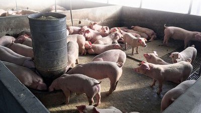 猪粪经处理后可转化为沼气发电及做为堆肥，协助改善养猪场的排污问题及当地空气质量。