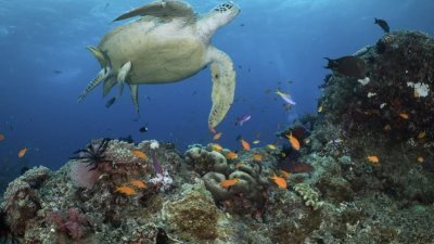 澳洲大堡礁2/3区域的珊瑚覆盖面积创36年来新高，但珊瑚礁仍易受到日益频繁的大规模白化危机影响。 （图取自美联社）
