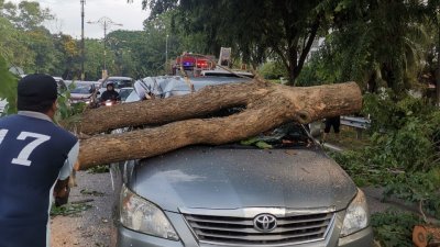 行人设法将压在车上的树干移开。