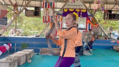 泰国孔敬府数名妇人表演口吞眼镜王蛇的视频近日在网络疯传。（图取自泰国《世界日报》）