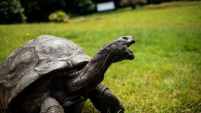 全球最长寿的塞舌尔象龟“乔纳森”190岁了。图摄于2017年10月20日。（法新社档案照图）