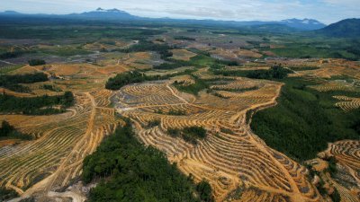 印尼西加里曼丹省一片森林区域被砍伐，以开发成棕油种植园。（路透社档案照）