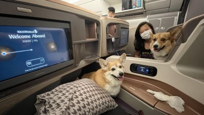 从明年4月起，新航不再允许搭客与他们的情感支持犬一起乘搭新航航班。 （图取自面子书）