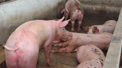 槟州政府早前已经规定，槟州养猪场必须提升成为封闭式养猪场，但仍有部分养猪场还未提升至符合标准。