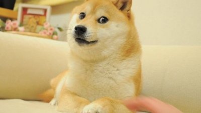 网络上一张柴犬双脚交叉，一脸得意的哏图十分流行，本尊是来自日本的柴犬Kabosu。（图取自instagram.com/kabosumama）