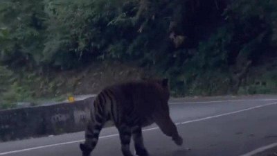 视频显示一只老虎在路上行走，然后跳入旁边的丛林山坡。
