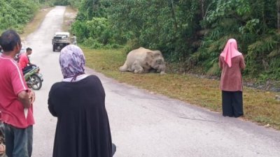 当地村民发现，一头母象呈坐姿，死在马路旁。