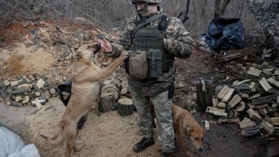 在顿涅茨克地区，乌克兰政府控制的Novoluhanske镇，一名驻守前线的乌克兰军人抚摸逗弄一只狗。（图取自路透社）