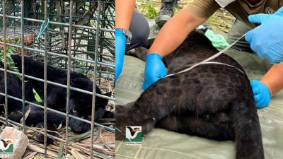 大马半岛野生动物保护及国家公园局于1月2日在原住民村一带，成功捕捉一只估计重量达37公斤的雄性黑豹。（取自该局面子书）