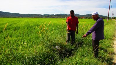 参与该计划受影响的农民指，糯米田地的水道长满草丛无人清理。