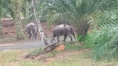 两只大象走入油棕芭中破坏农作物。