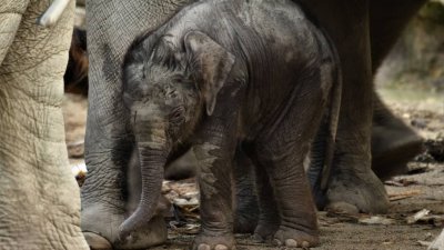 太平动物园一只母象在今年1月1日诞下一只象宝宝，令园方感到十分惊喜。