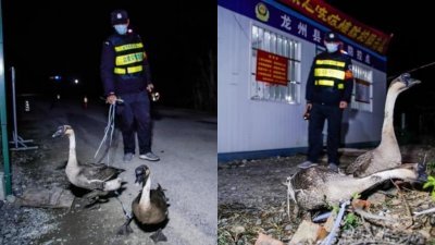 在崇左市龙州县洞桂村那贯防疫卡点，两只鹅参与疫情防控。（图取自中新网）