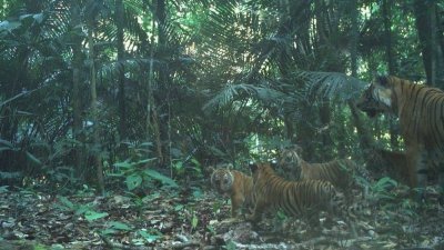 该基金会设置在森林保护区的隐藏镜头成功捕获虎妈妈与4只幼崽同行的画面。（WWF提供）