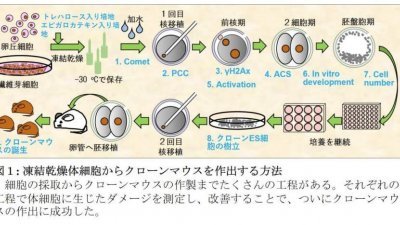 图为日本科学家利用冷冻乾燥细胞复制实验老鼠的研究步骤。（图取自山梨大学网页/中央社）