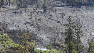 位于法国南部的加德省本周发生大面积山火，当地过火面积达1000公顷，图为被烧毁的山林。（图取自法新社）