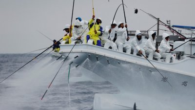 日本高知县的渔民坚持采用传统的单杆捕鱼方法，而非大规模围网捕鱼。（图取自路透社）