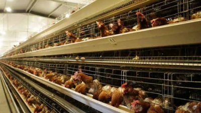 印尼家禽业者Charoen Pokphand Indonesia将从雅加达运送约5万公斤的冷冻鸡肉至新加坡。（取自CPI官网）