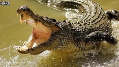 老妇人失足掉入池塘，因飞溅的水花声引来鳄鱼注意，最终被活活咬死。