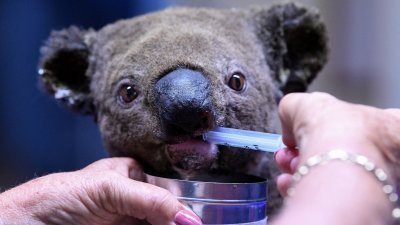 一只脱水受伤的无尾熊，从森林大火中获救后，在新南威尔斯州麦夸里港无尾熊医院接受治疗。（法新社档案照）