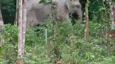 半岛野生动物保护与国家公园局的霹雳州捕象行动单位，成功诱捕这头雄性野象。（图取自阿克玛面书）