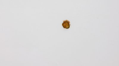 澳洲艺术家格里芬2022年的创作《腌黄瓜》，是一件在奥克兰展览中取材自麦当劳芝士汉堡的艺术品。（图取自网络）