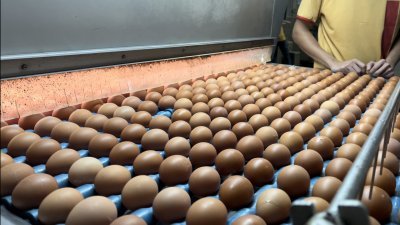 鸡蛋产能充足，民众勿抢购囤积。
