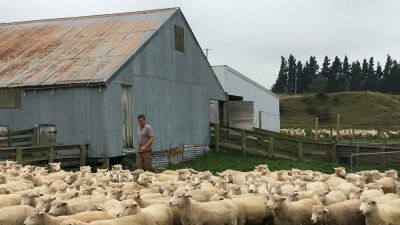 纽西兰基督城的农民在绵羊农场干活。（路透社档案照）