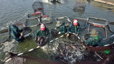 养殖场员工正捕捞石斑鱼。（图取自网络）