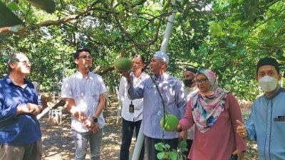 陈家兴（前排左2起）和拉兹曼于周二到访柚农的果园。