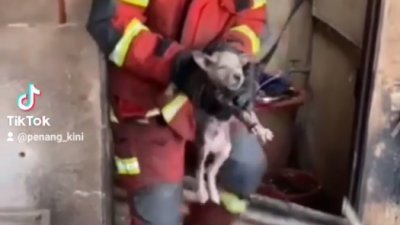 消拯员将小狗从锌板堆中抱出来。