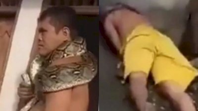 印尼一名男子把蟒蛇绕在颈项上炫耀，下秒就惨遭紧勒，整个人倒地抽搐。
