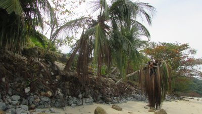 大沙埔海滩受海浪冲蚀，该处的椰树“岌岌可危”，快要倒下了。