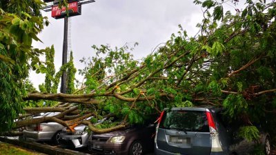 位于怡保昆仑喇叭一间连锁快餐店前，有5辆轿车遭倒塌大树压个正著。（图由消拯局提供）
